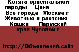 Котята ориентальной пароды  › Цена ­ 12 000 - Все города, Москва г. Животные и растения » Кошки   . Пермский край,Чусовой г.